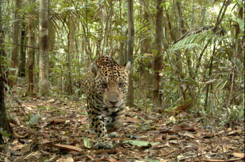 Camera footage of jaguar in jungle