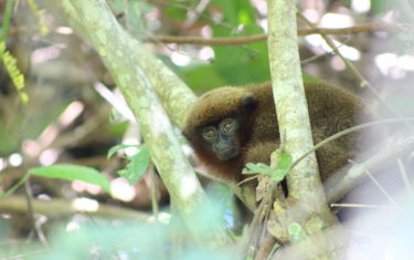 Titi monkey in a tree in Peru