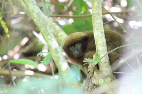 Titi monkey in a tree in Peru