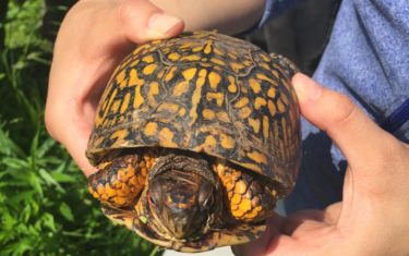 Close-up of hands holding a wood turtle