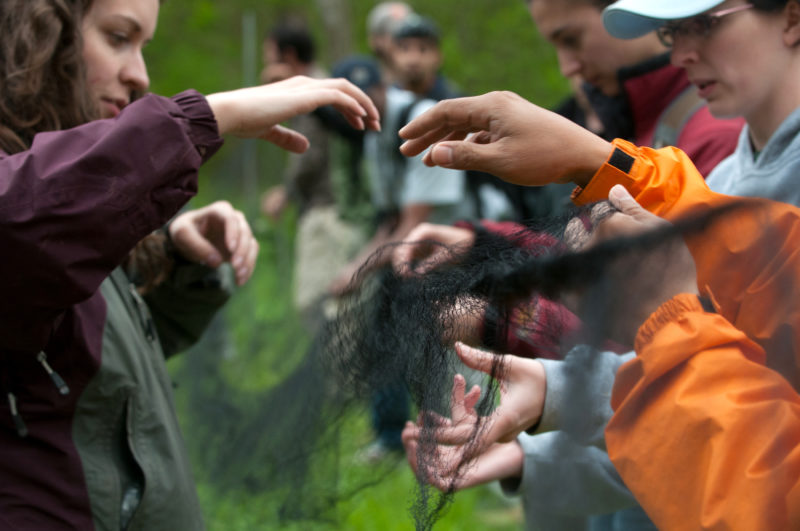 Students hold a bat in a net