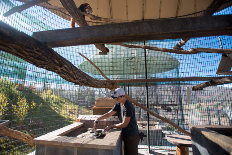 Handler doing maintenance inside red panda cage