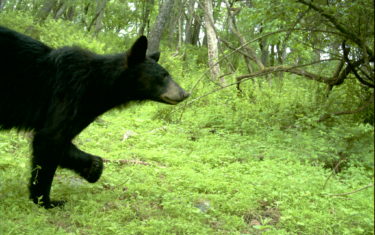 Black Bear