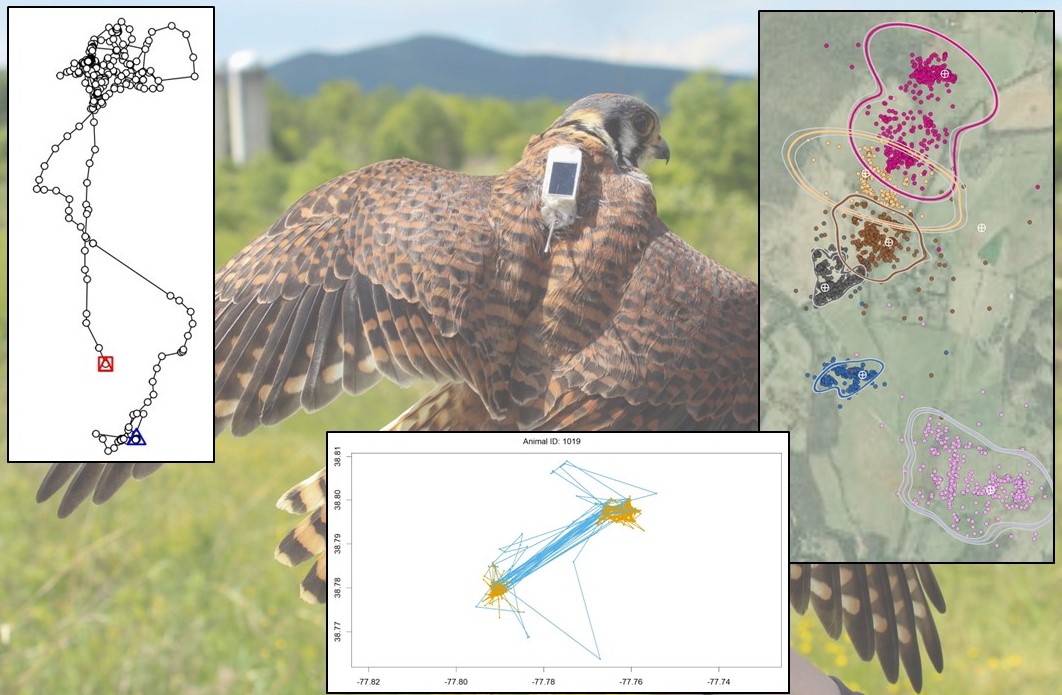 Animal Space Use and Movement Analysis in R - Online - Smithsonian ...