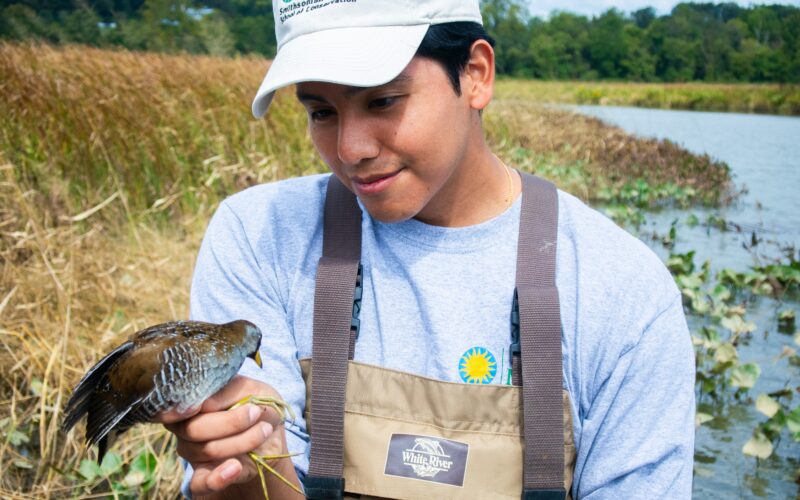 Undergraduate student gently holding a marsh bird while participating in a hands-on field activity in a marsh habitat.